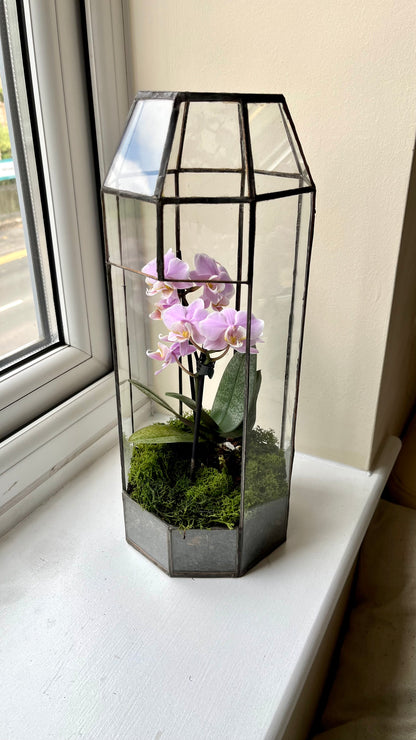 Handmade Glass Tall Plant Terrarium